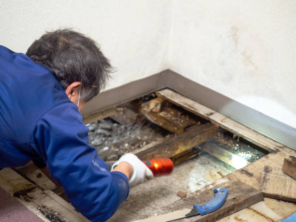 Best Water Damage Restoration  in Ixonia, WI