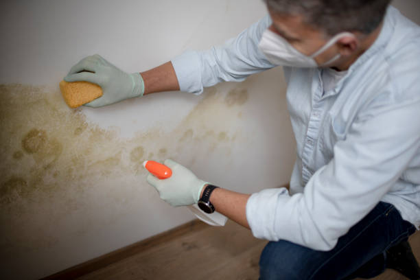 Professional Mold Removal in Ixonia, WI