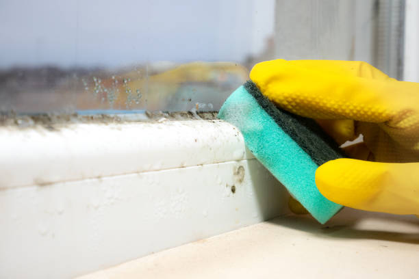 Best Fast Mold Removal  in Ixonia, WI