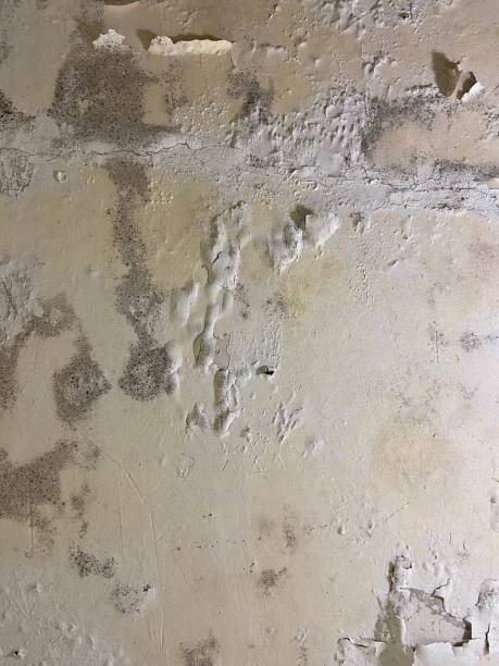 Best Mold Removal Near Me  in Ixonia, WI
