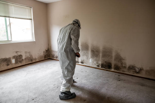 Best Mold Remediation  in Ixonia, WI