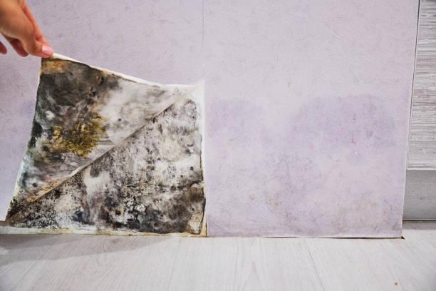 Best Mold Removal Company Near Me  in Ixonia, WI